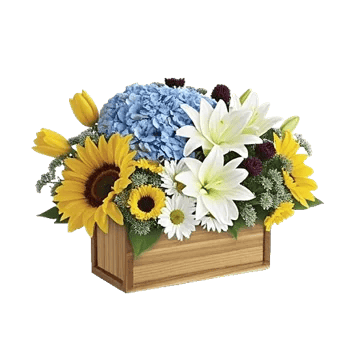 Blossom Harmony Display