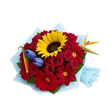 Tropical Sunflower Burst