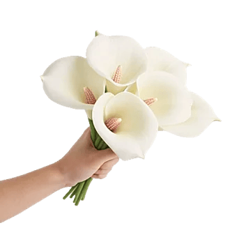 Elegant Calla Lilies