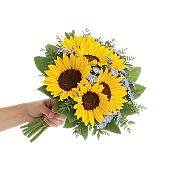 Twinkling Sunflower Dance