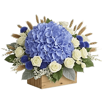 Serene Petal Harmony