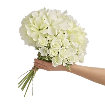 Serene Petal Harmony