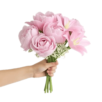 Peony Petal Harmony