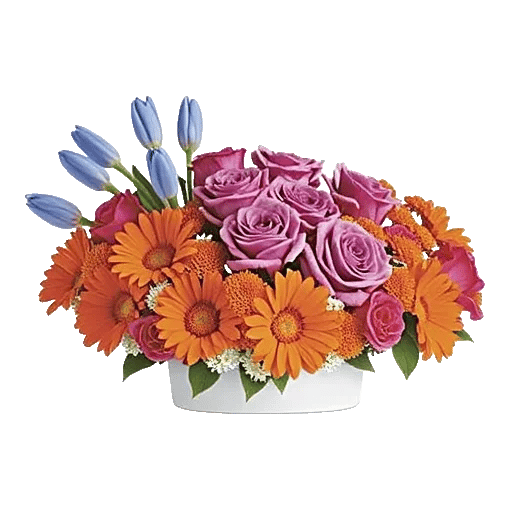 Velvet Tulip Display