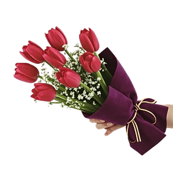 Velvet Tulip Display