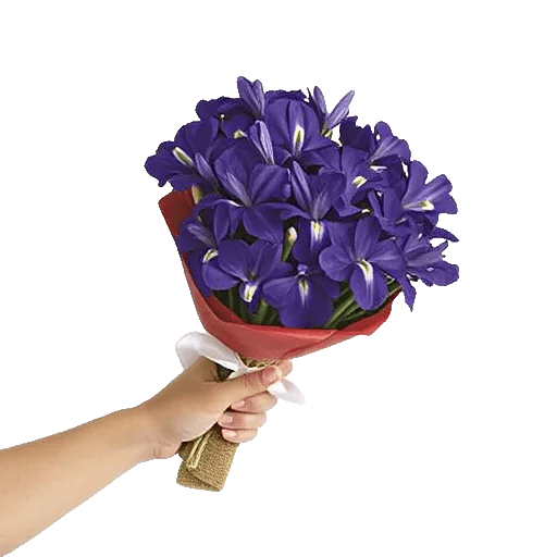 Ivory Blossom Radiance