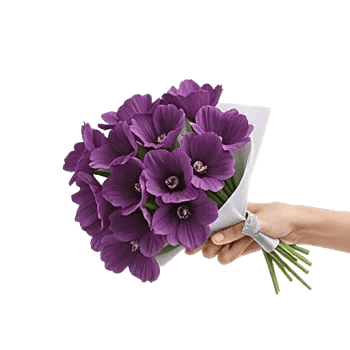 Blushing Rose Symphony