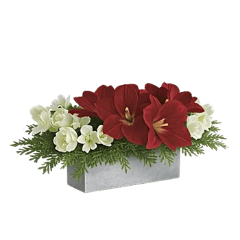 Elegant Calla Lilies