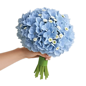 Serene Petal Harmony