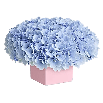 Serene Petal Harmony