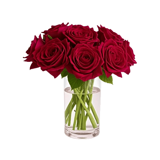 Radiant Rose Symphony