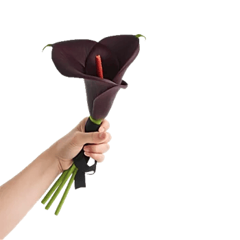 Elegant Calla Lilies