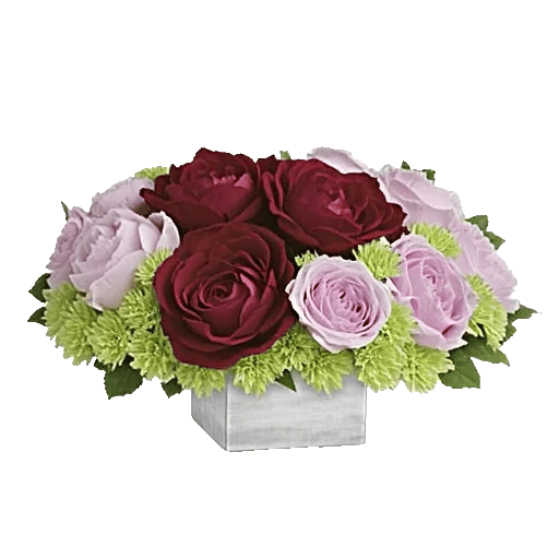 Petal Radiance Bliss