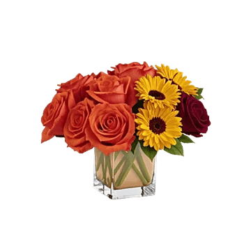 Radiant Rose Symphony