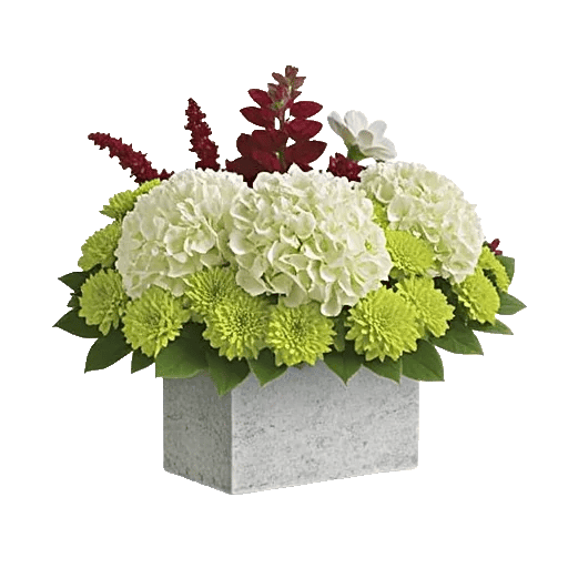 Modern White Orchids