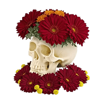 Modern White Orchids