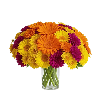 Petal Radiance Bliss