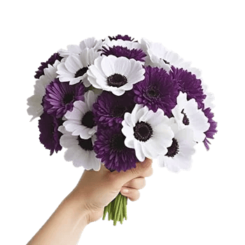 Petal Grace Harmony