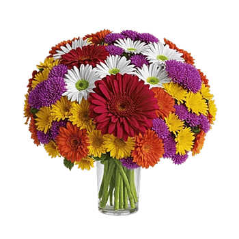 Petal Radiance Bliss