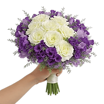 Pastel Pink Roses