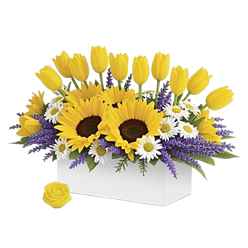 Blossom Harmony Display