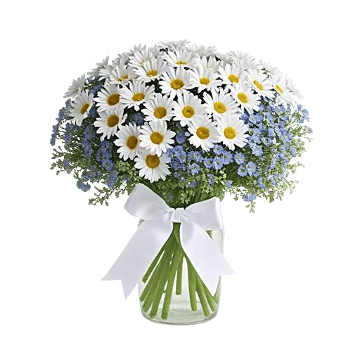 Enchanting Daisy Garden