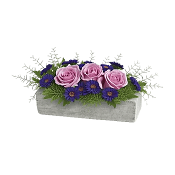 Lavender Fields Forever