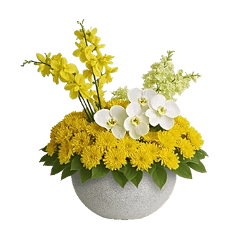 Modern White Orchids