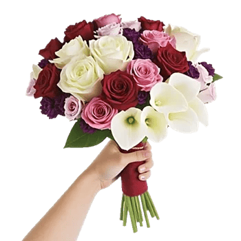 Blushing Rose Symphony