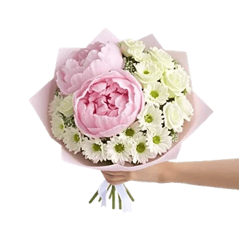 Peony Petal Harmony