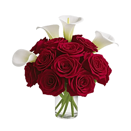 Radiant Rose Symphony