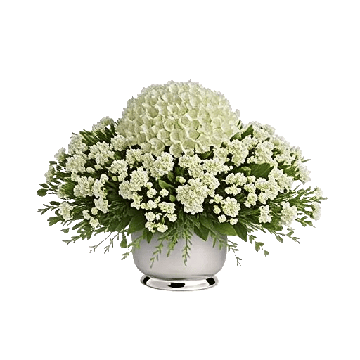 Minimalist White Orchids
