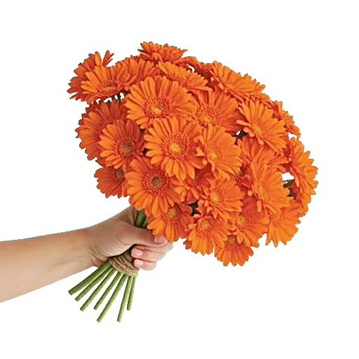 Coral Blossom Harmony