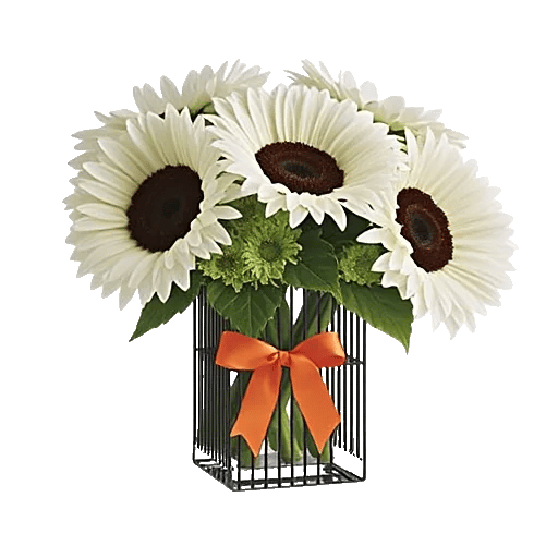 Modern White Orchids