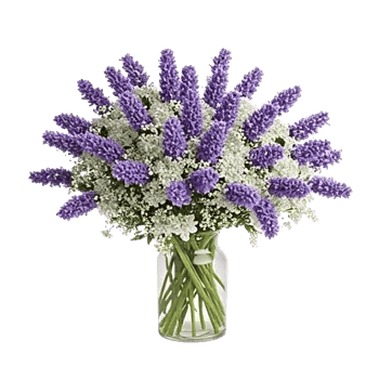 Lavender Bloom Grace
