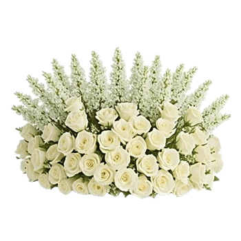 Ivory Garden Grace