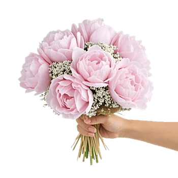 Peony Petal Harmony
