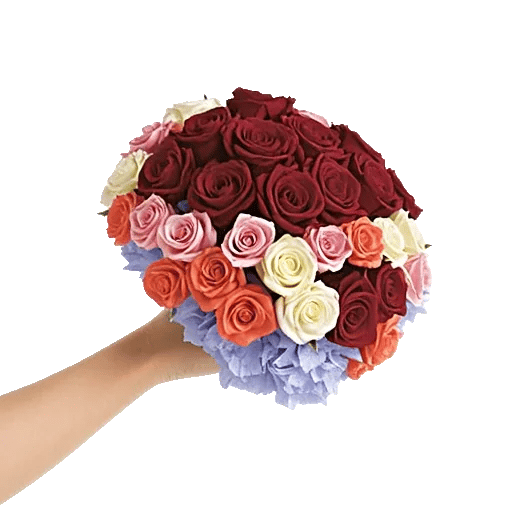 Blushing Rose Symphony