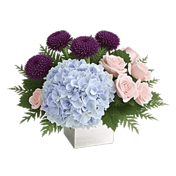 Sapphire Bloom Whisper