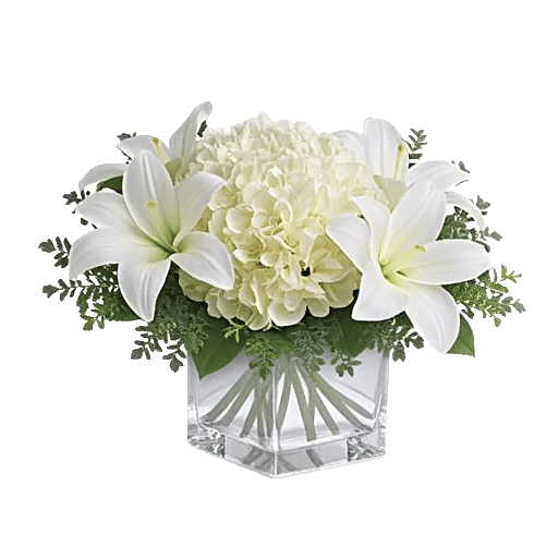 Ivory Blossom Radiance