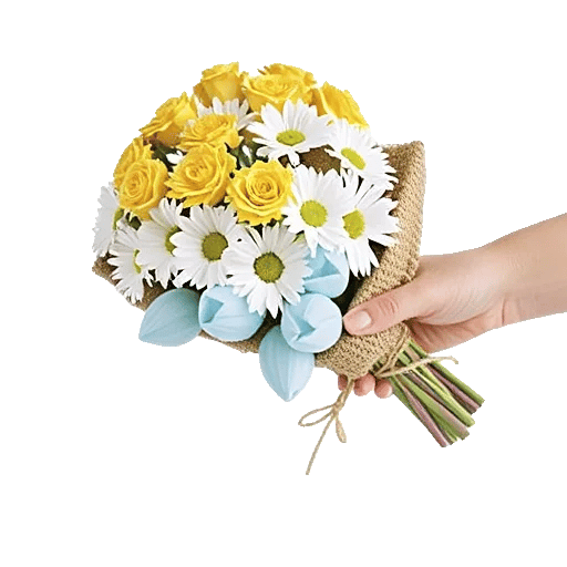 Soft Sunlight Blooms