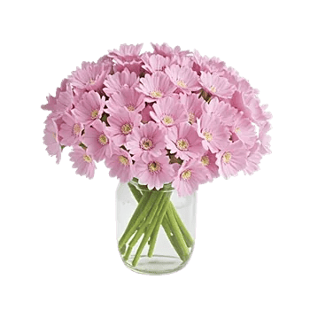 Pink Pastel Roses