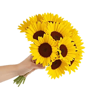 Twinkling Sunflower Dance