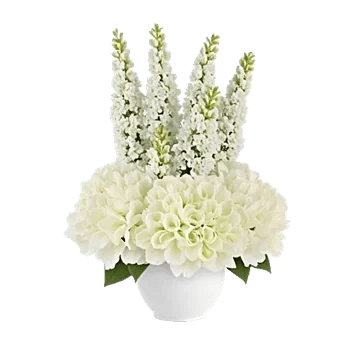 Ivory Blossom Radiance