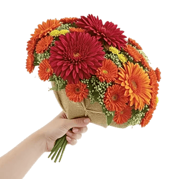 Scarlet Beauty Fusion