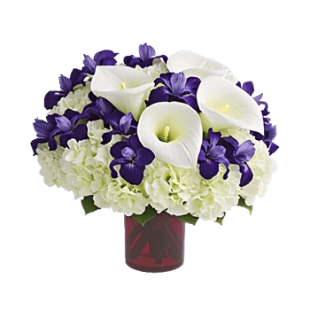 Elegant Calla Lilies