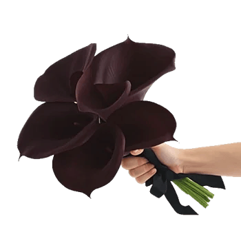 Elegant Calla Lilies