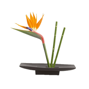 Serenity Orchid Bloom