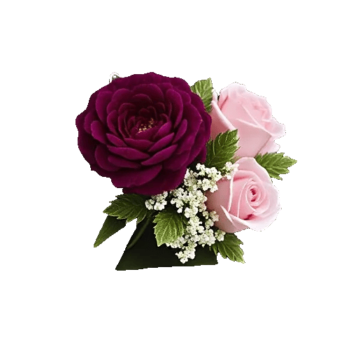 Plum Blossom Radiance