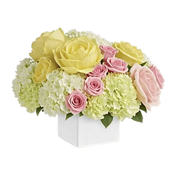 Petal Radiance Bliss